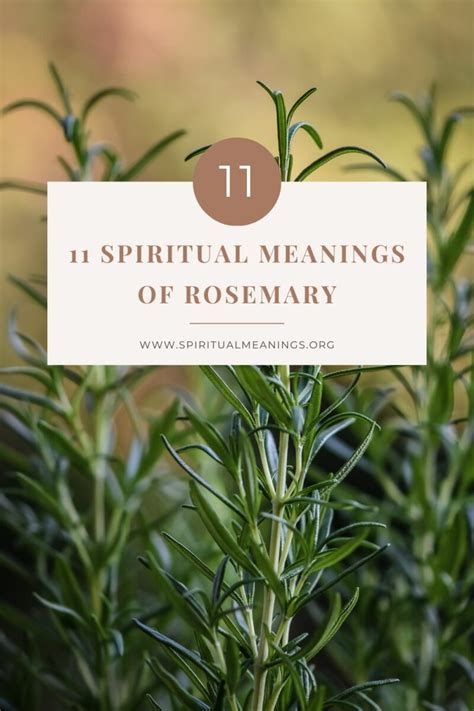 The Magical Powers of Rosemary Essential Oil